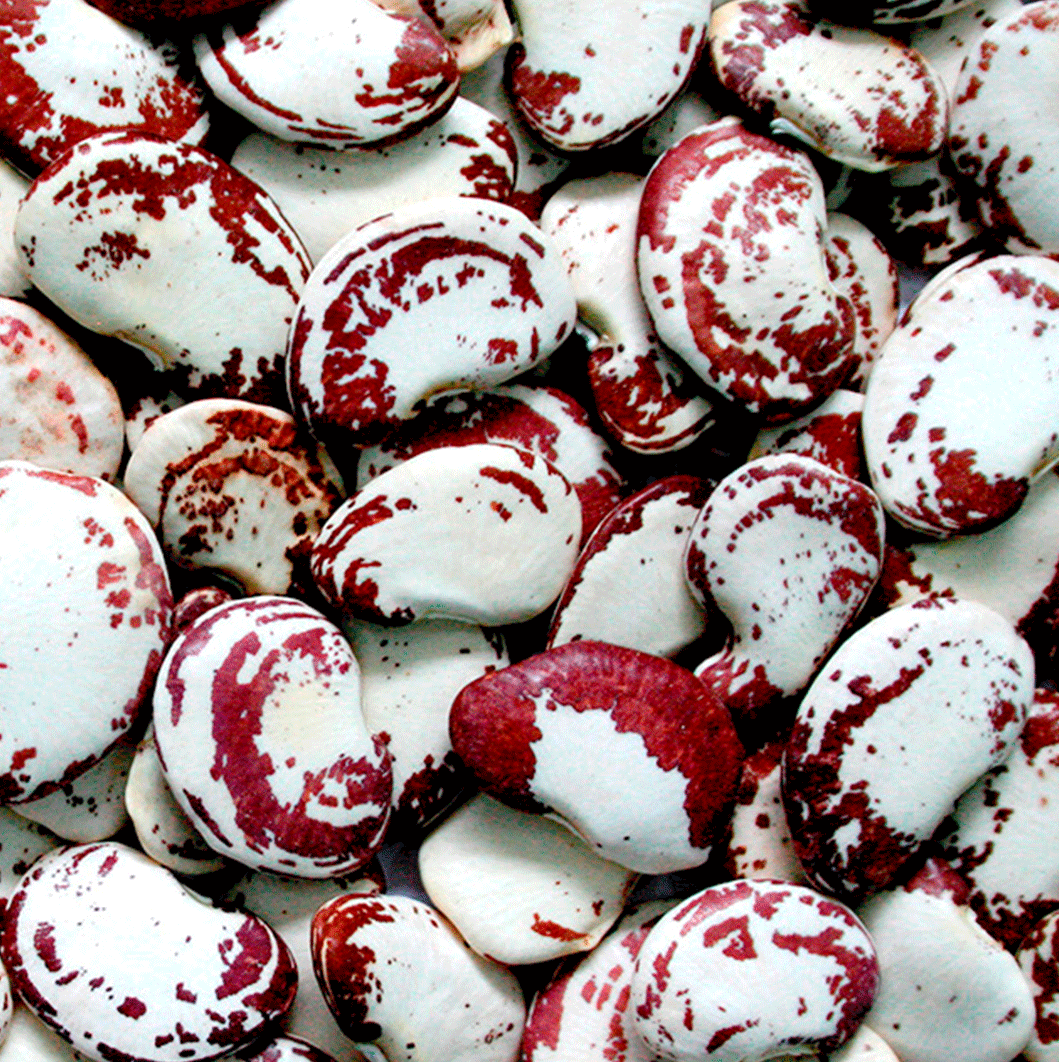 Sivaris Garrofon Vacuum Packed 400 g - Spanish Paella Beans | Spanish Paella Ingredients Canada Ontario Toronto