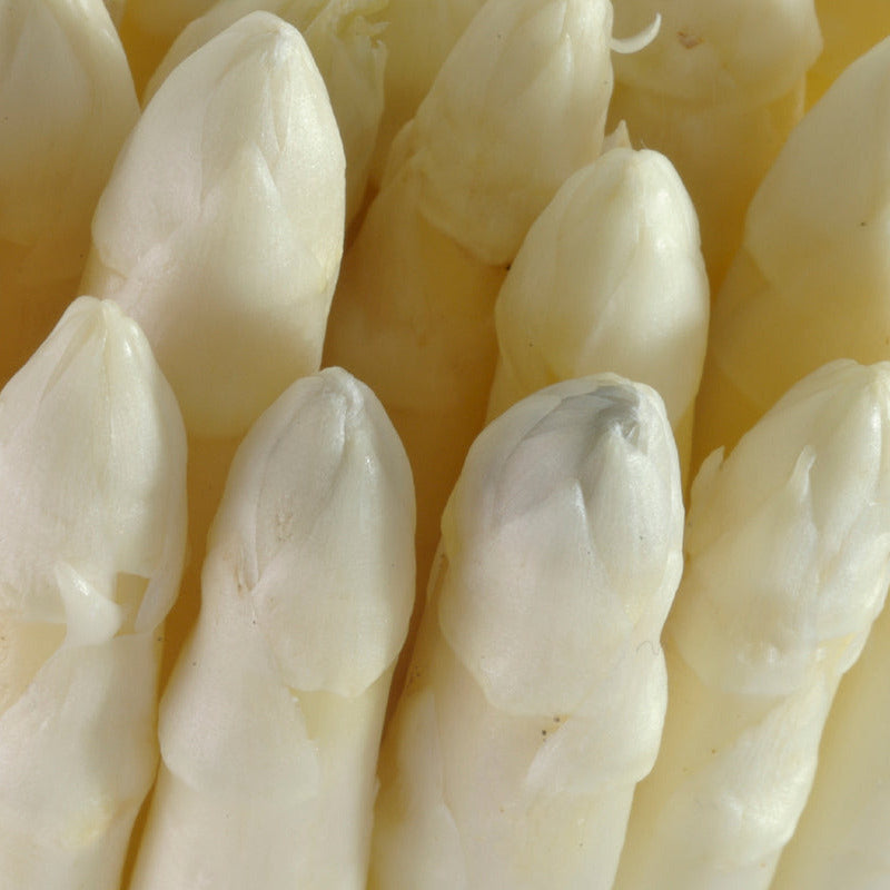 Asperges blanches Dantza DO Navarra 580 ml